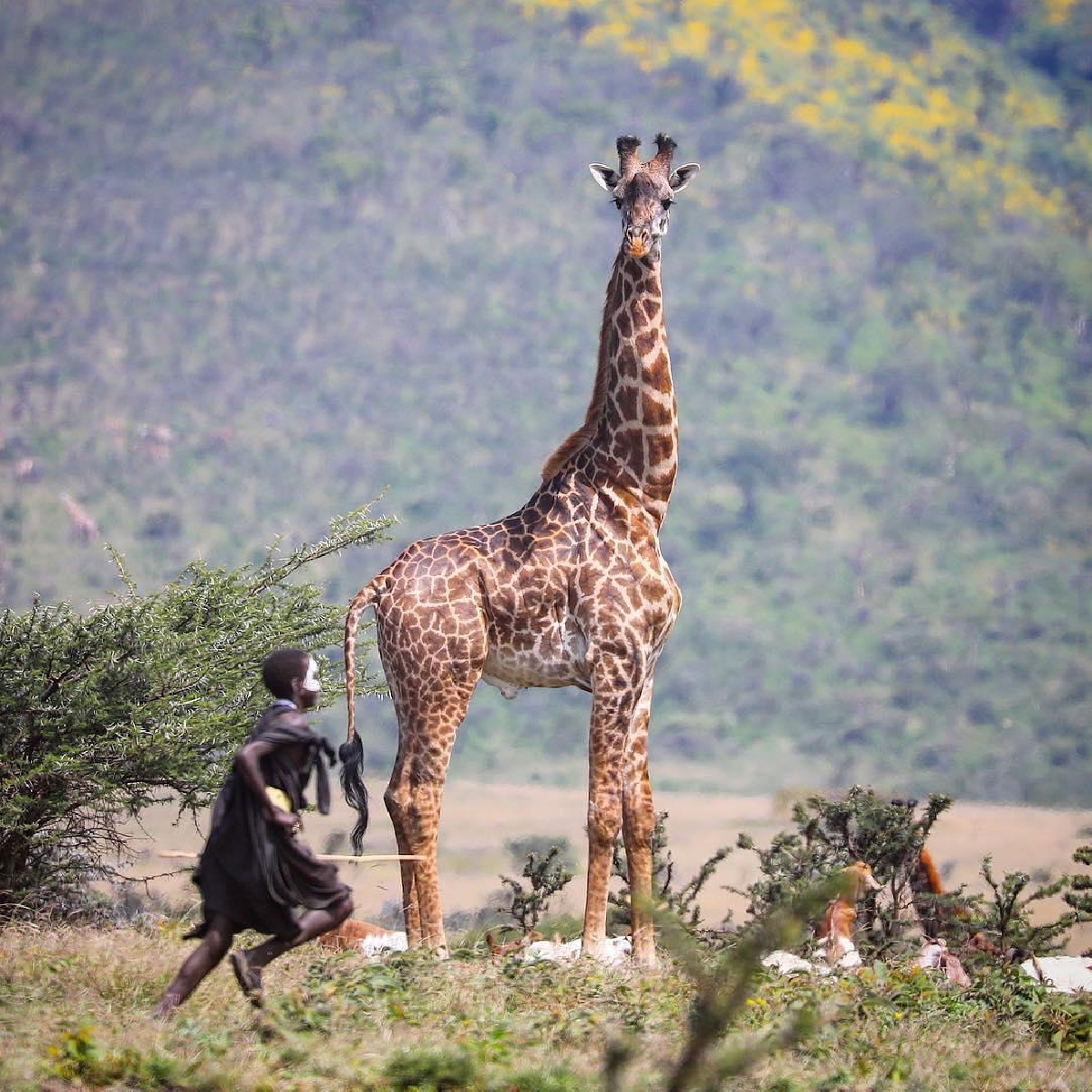 Сафари в парках  Тарангире, Нгоронгоро, Серенгети 6 дней/5 ночей
