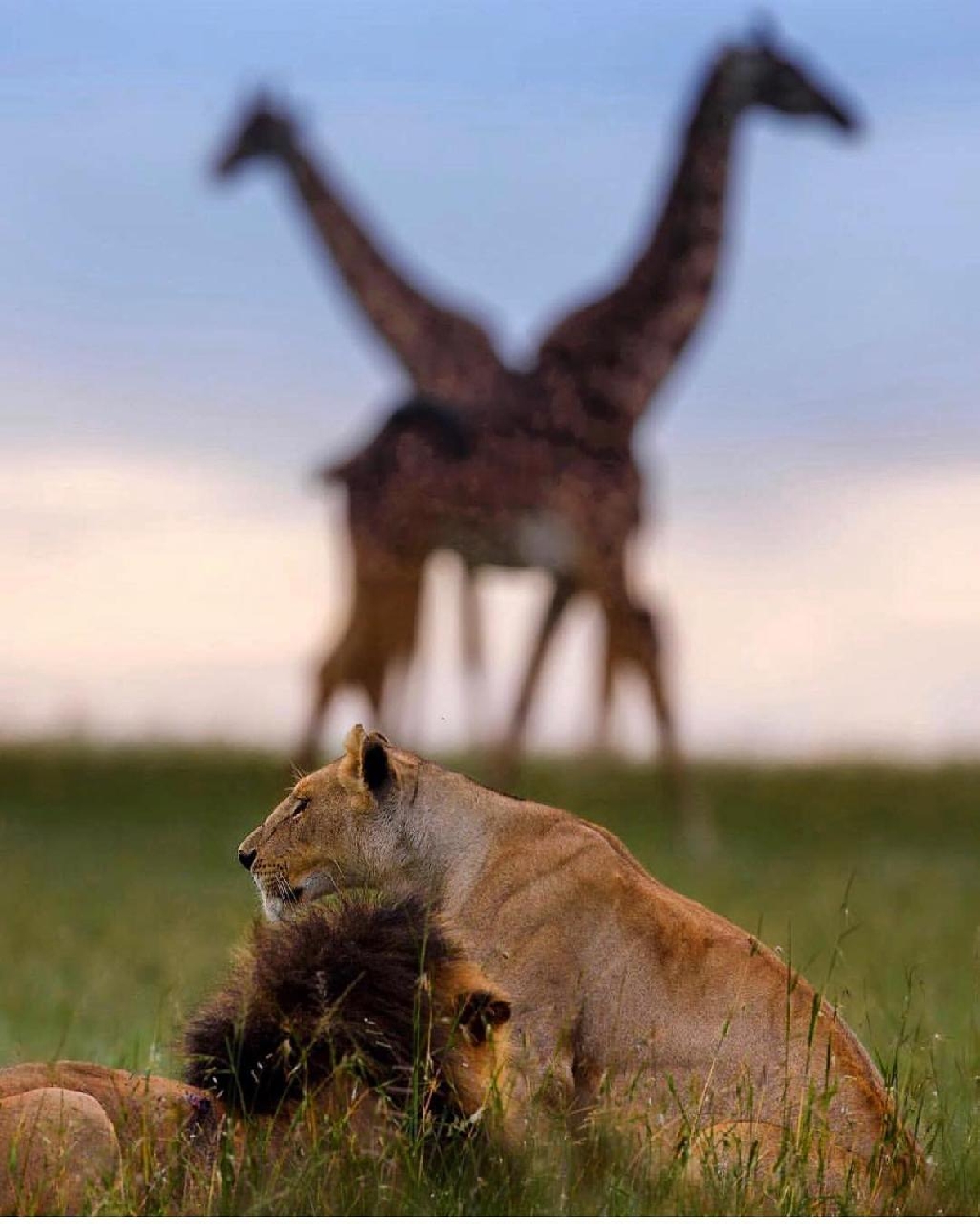 Найроби, Масаи Мара и озеро Найваша 5 дней/4 ночи