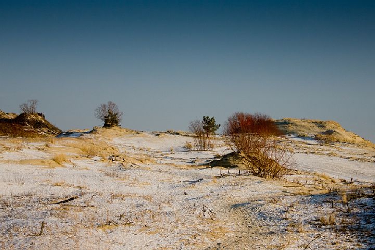 Путешествие в страну поющих Песков и танцующих деревьев