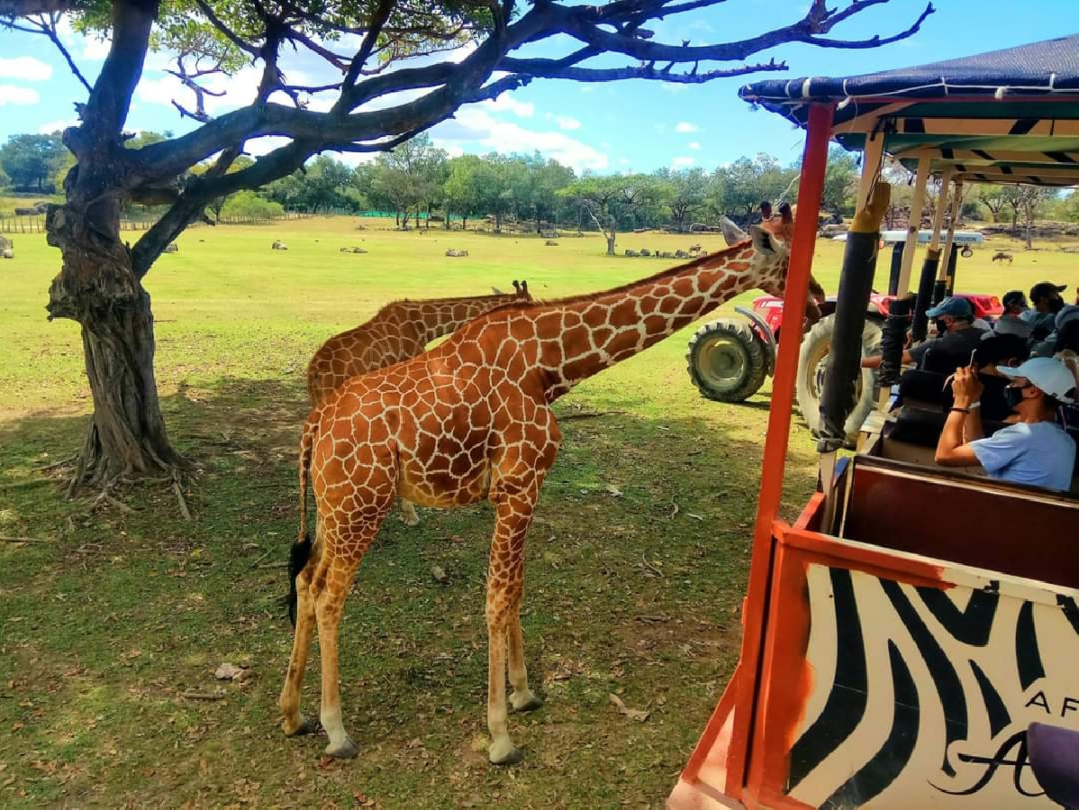 Сафари-парк Ponderosa