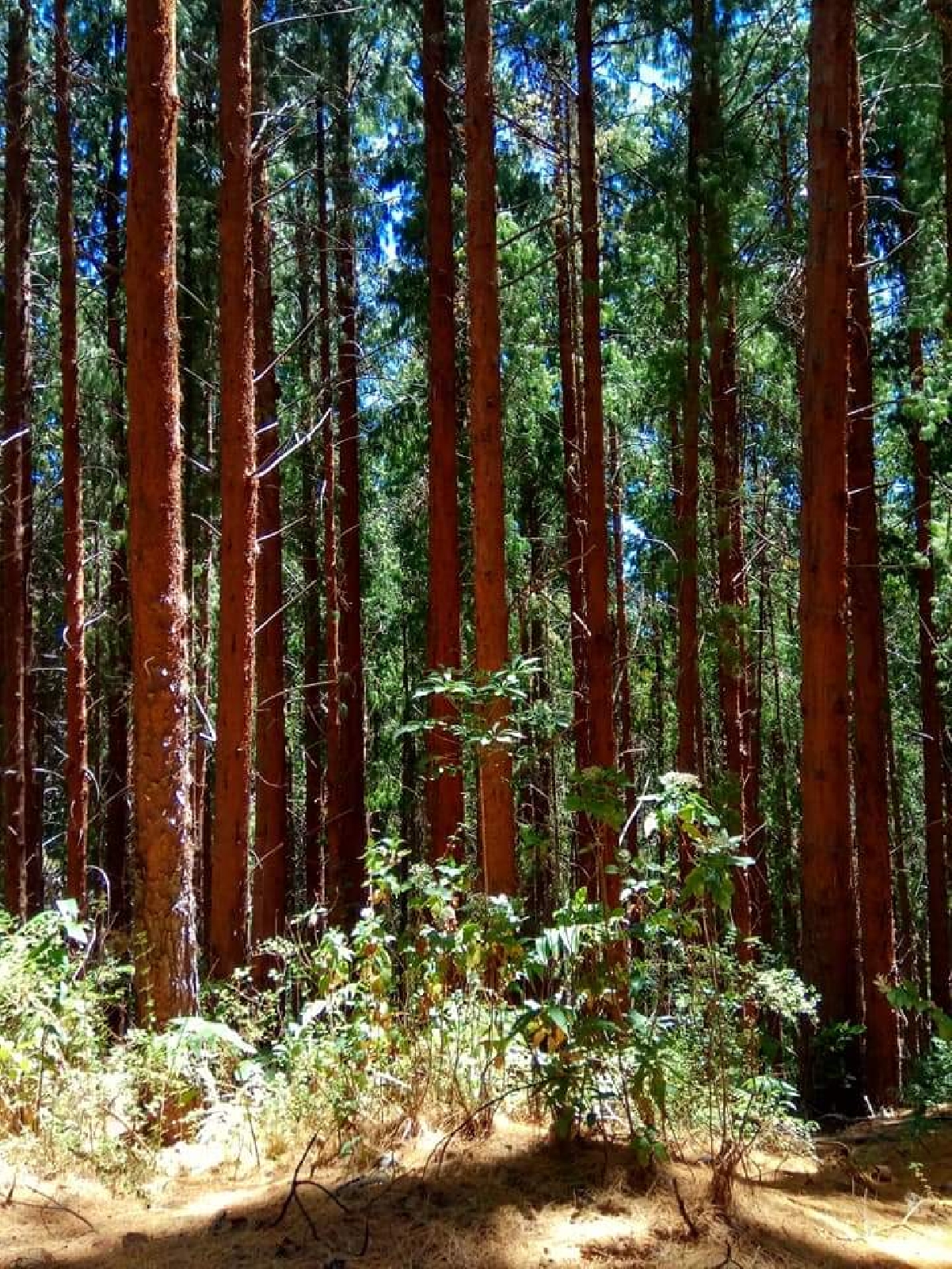 Национальный парк вулкан Ирасу сектор Прусия