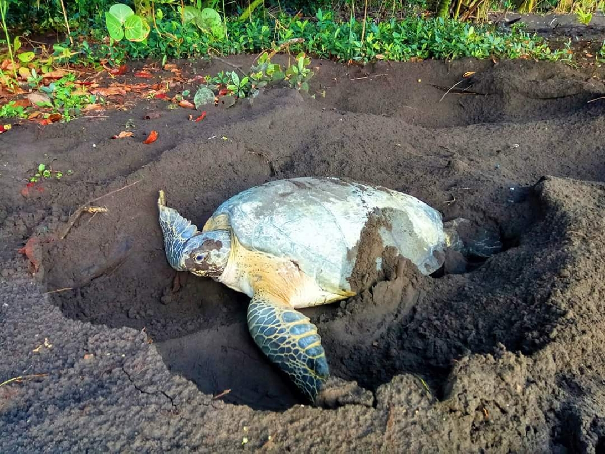 Национальный парк Тортугеро