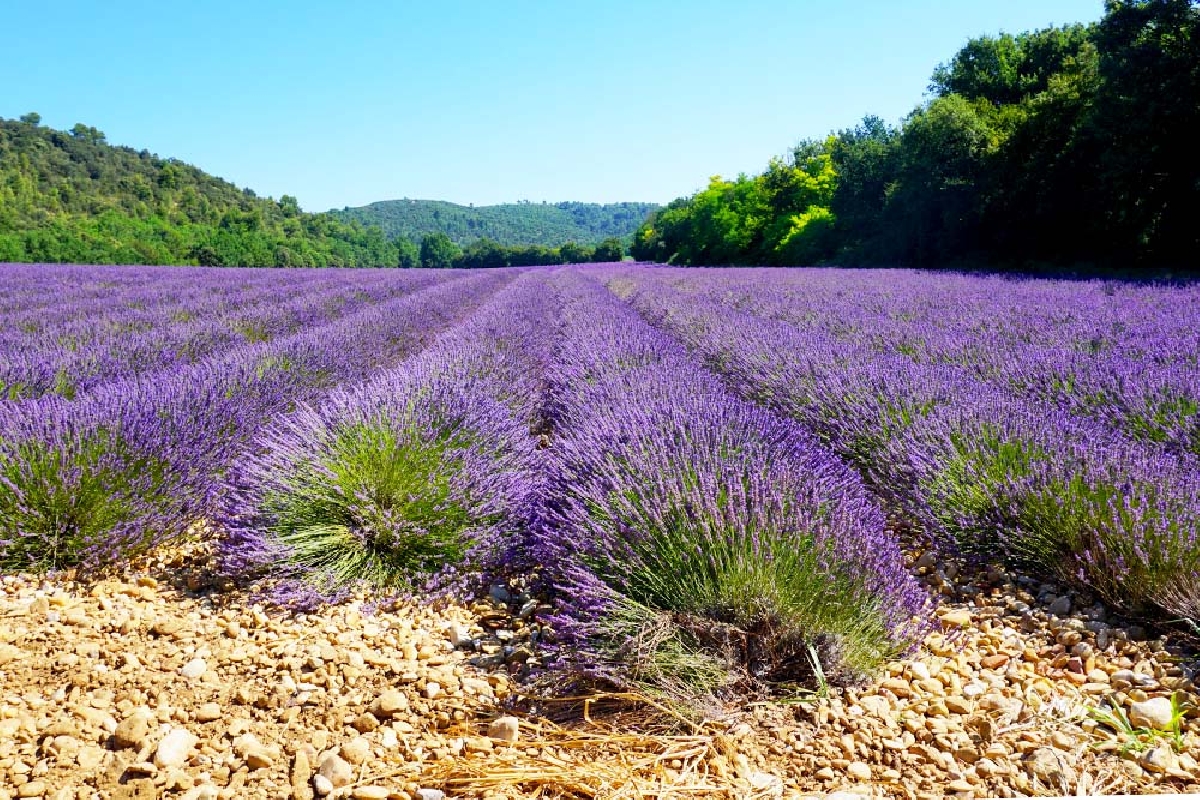 Лавандовое море