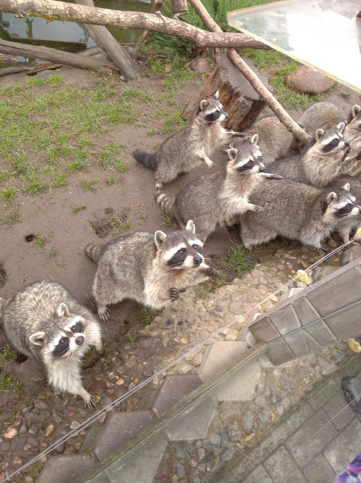 Парк животных Диприз