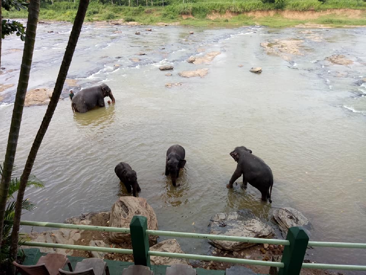 Экскурсия  2 дня. Пиннавела - Канди - Дамбулла-Сигирия