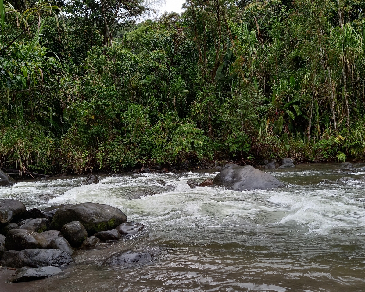 Путешествие в поселение джунглей