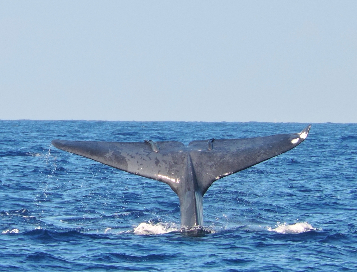 Экскурсия на пароме для наблюдения за китами и дельфинами.
