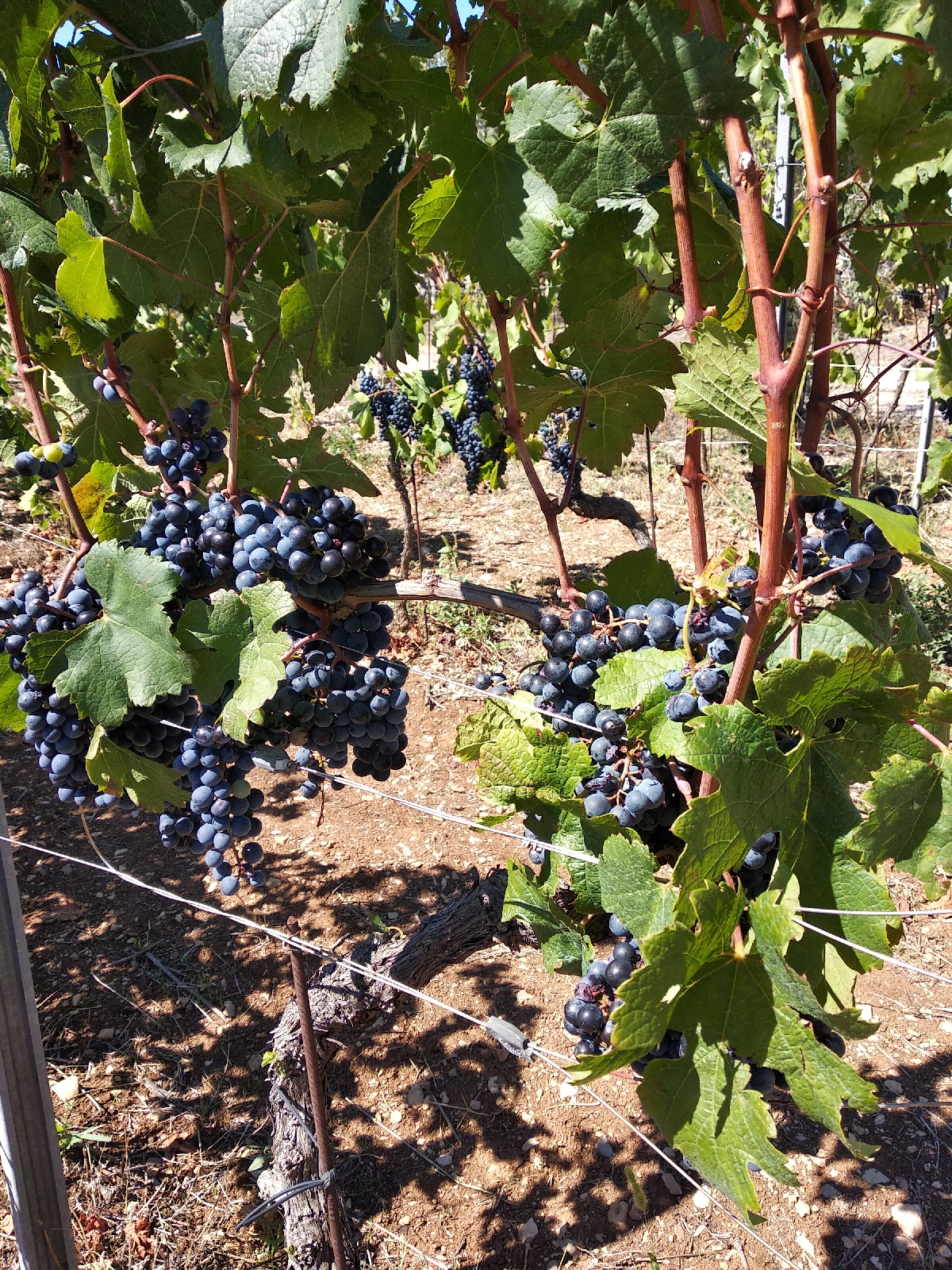 ВИННЫМИ ДОРОГАМИ СЕВЕРНОЙ ДАЛМАЦИИ