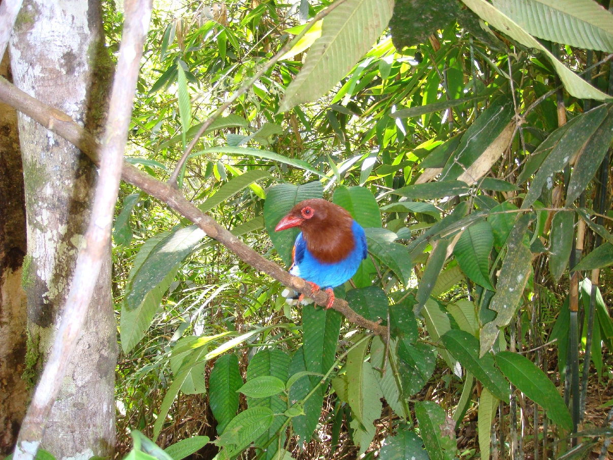ТУР-10    Экскурсия в дождевой лес Синхараджа. (Популярная). Время экскурсии:с 05.00 до 20.00