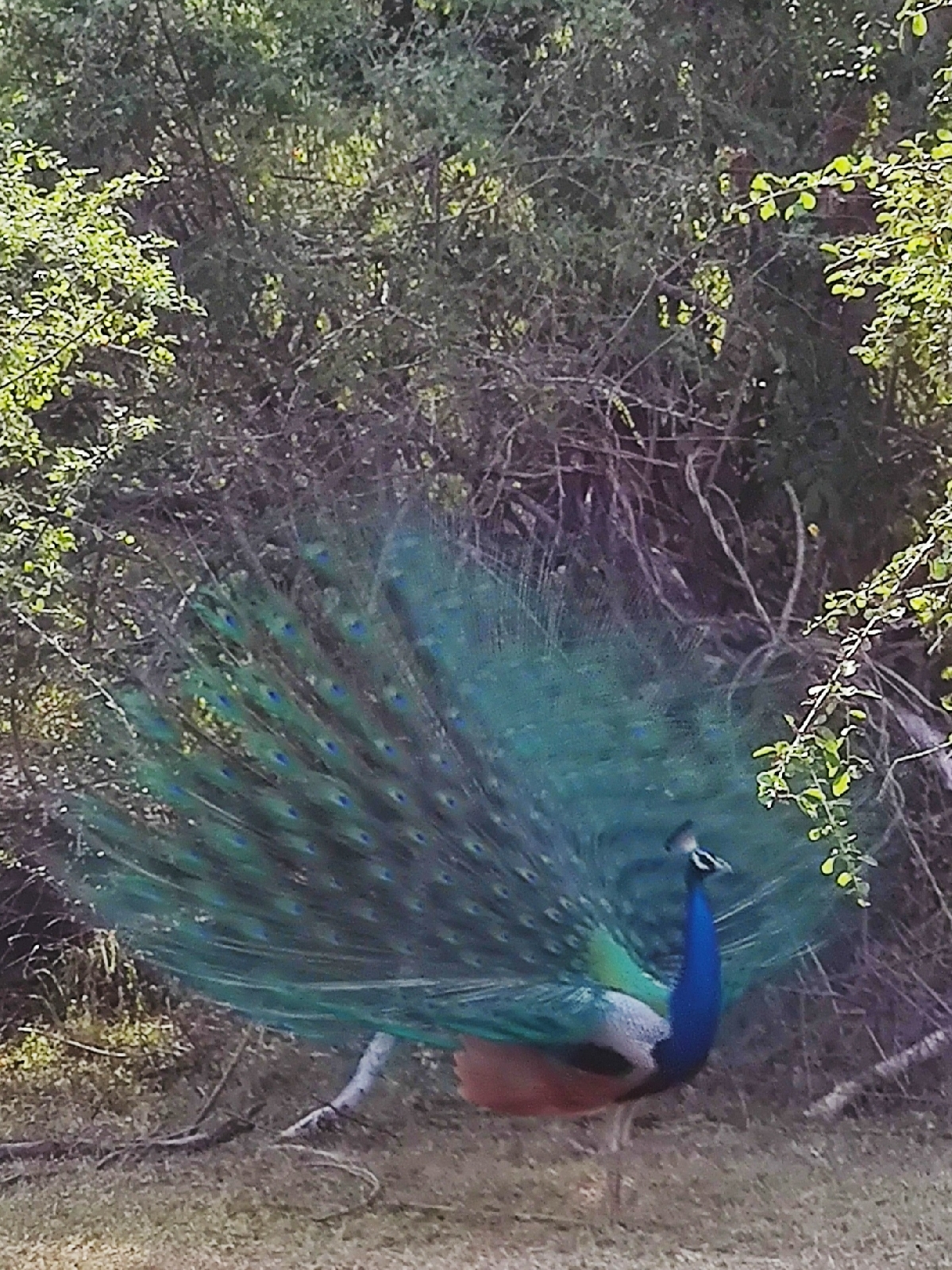 Экскурсия  Анурадхапура + Полоннарува 2 Дня.  ( популярные).