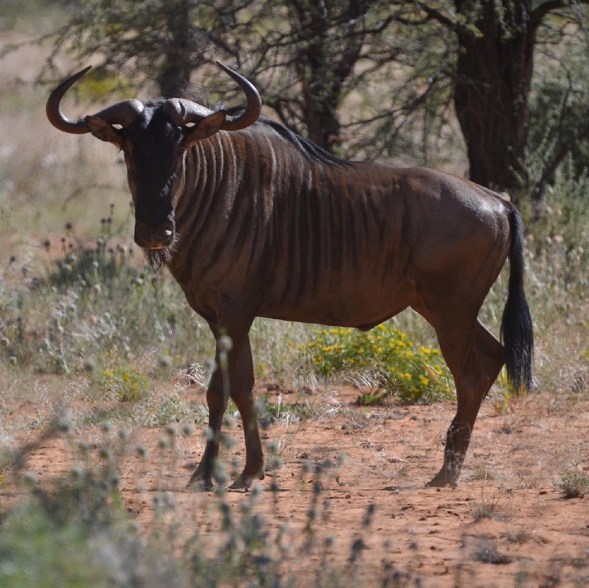 Трофейная охота и рыбалка на акул