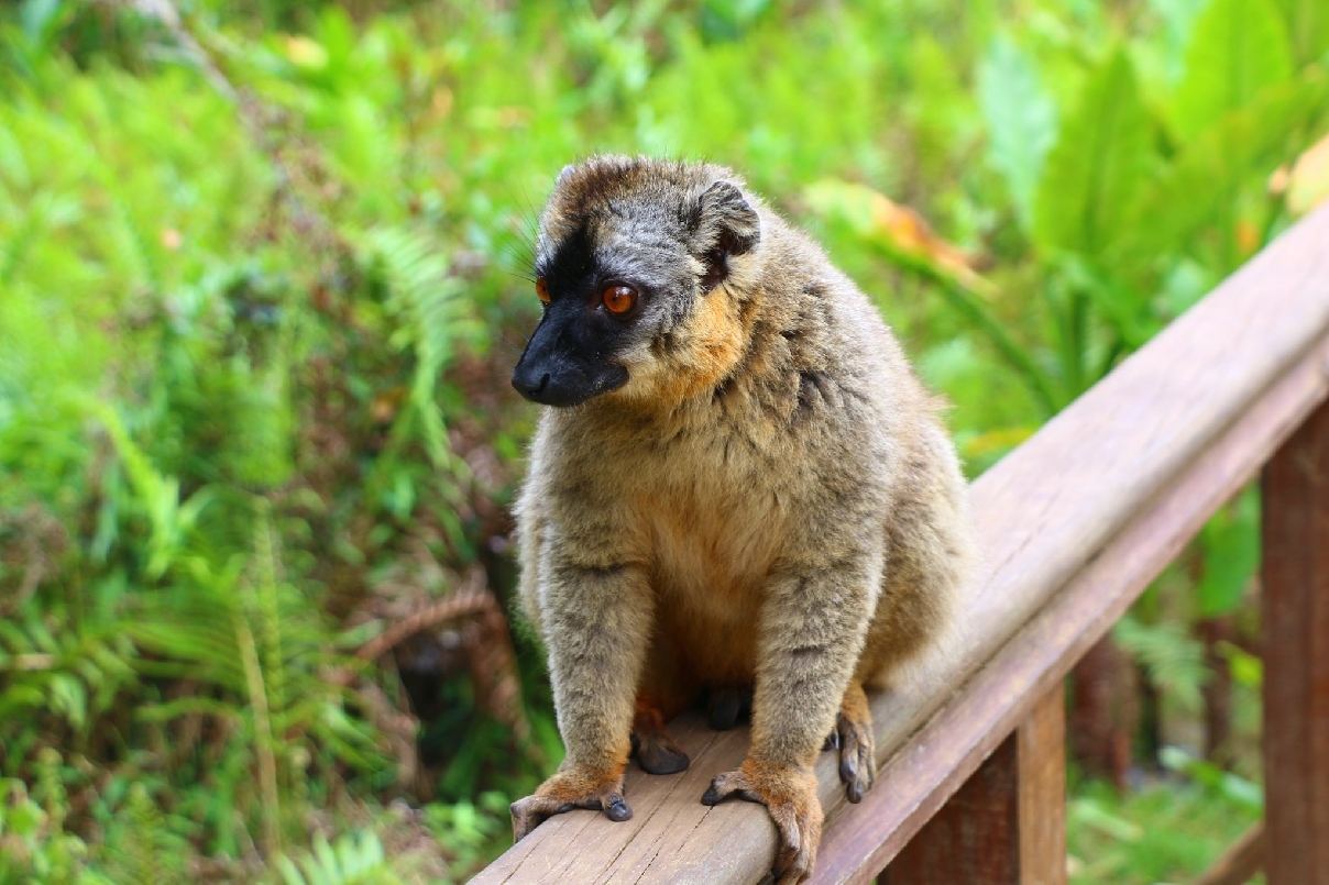 ОЛЕМУРИВАНИЕ, ЗНАКОМСТВО С БАОБАБАМИ  10ночй/11 дней - авто