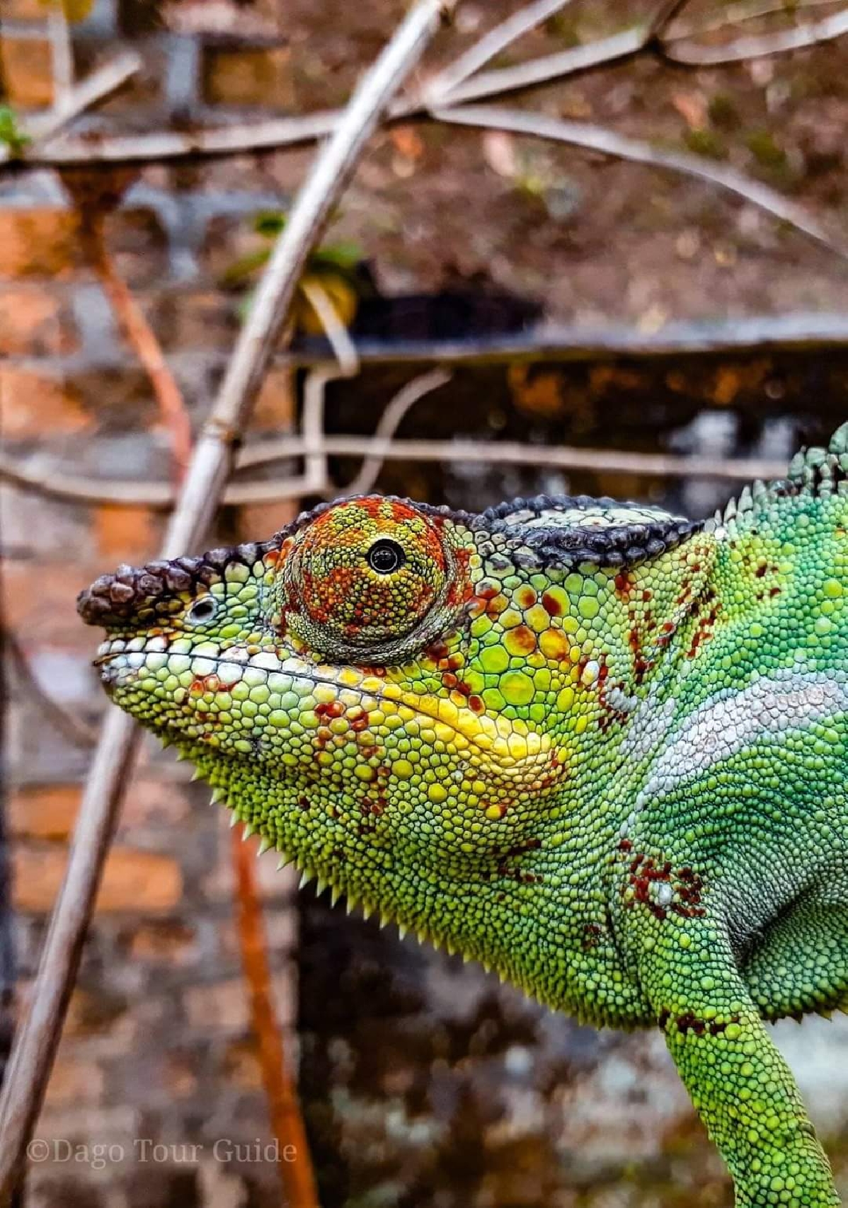 ОЛЕМУРИВАНИЕ, ЗНАКОМСТВО С БАОБАБАМИ И ГОРЫ ЦИНГИ 13 ночей/14 дней авто