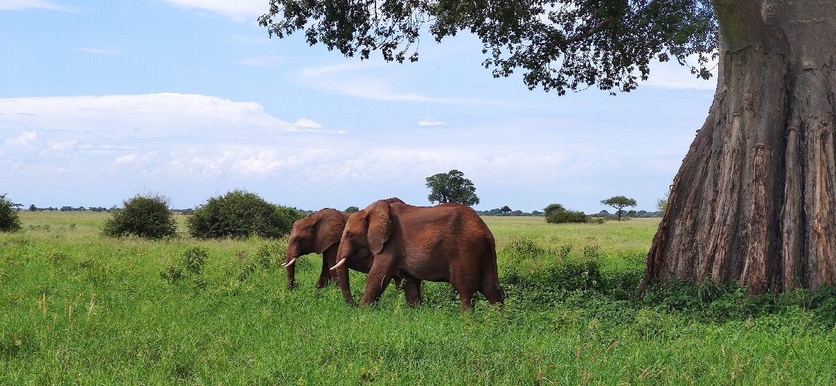 Сафари в парках: Тарангире, Нгоронгоро, О.Маньяра 3 дня/2 ночи