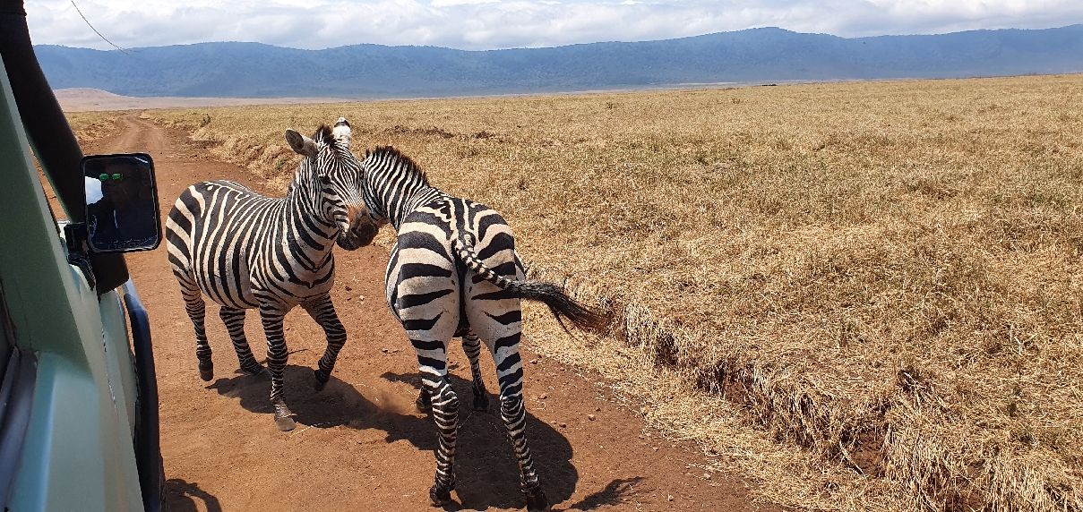 Сафари в Танзании в парках: Тарангире, Нгоронгоро, О.Маньяра 3 дня/2 ночи
