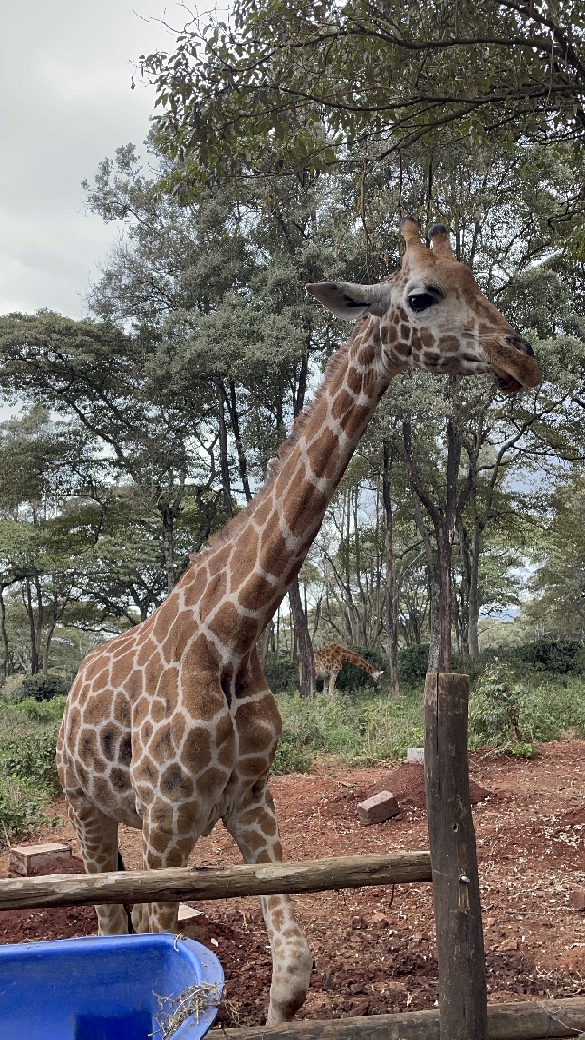 [ЛУЧШЕЕ] Масаи Мара 5 дней/4 ночи