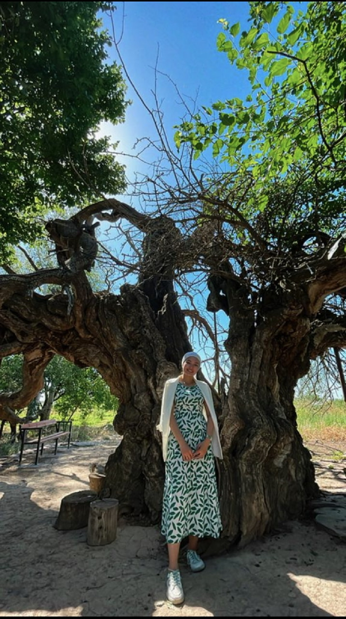 Чудо дерево