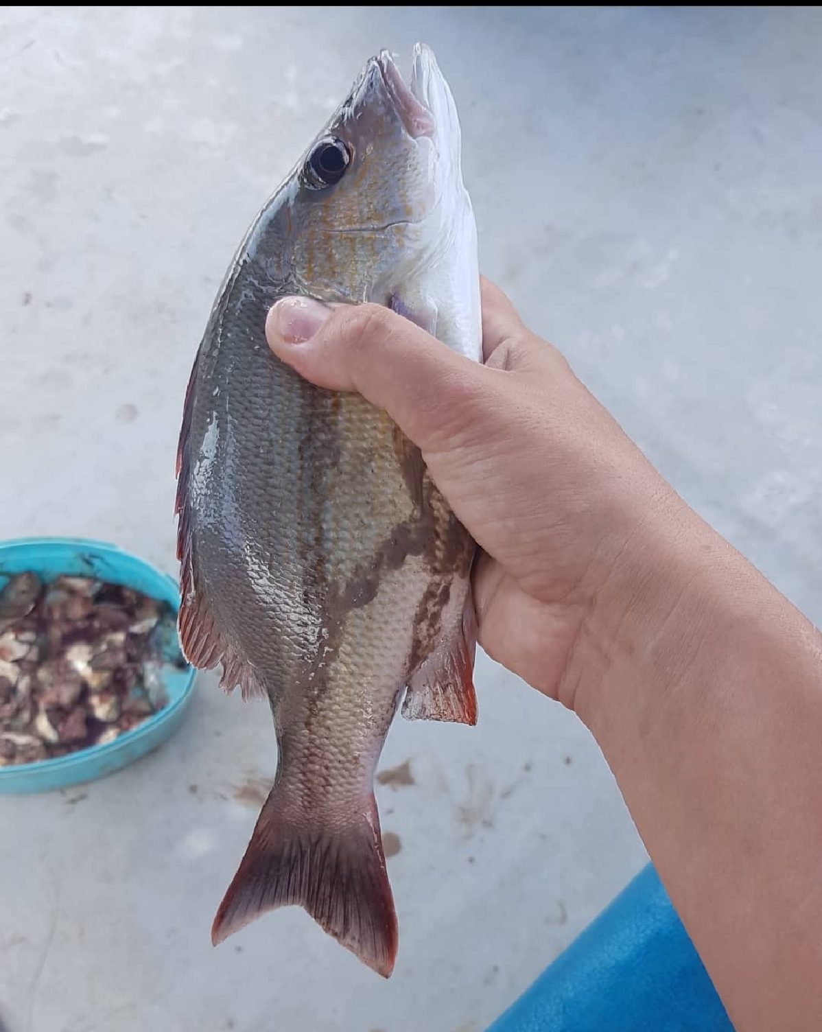 Троллинговая и донная рыбалка на северном побережье+обед и приготовление рыбы 