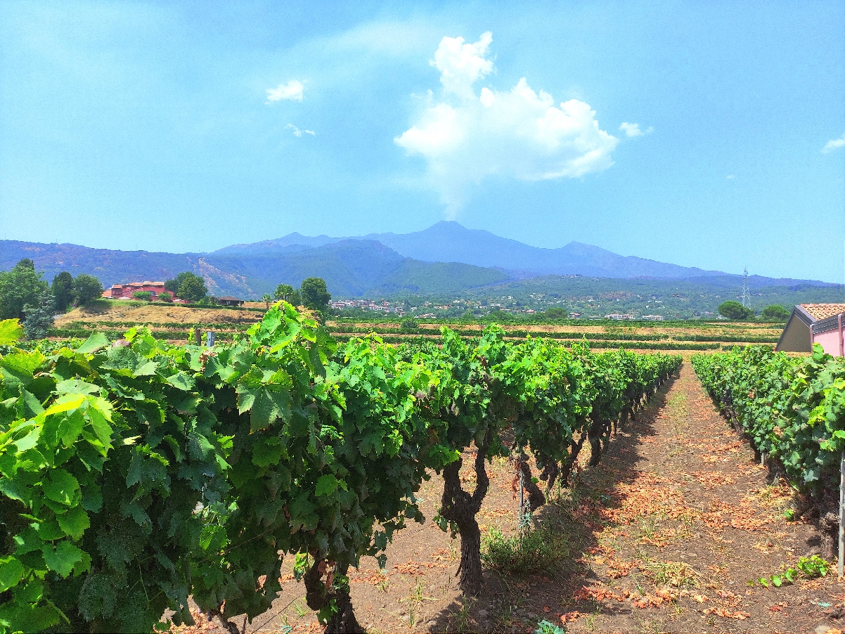 Поездка на вулкан Этна и винодельческое хозяйство 