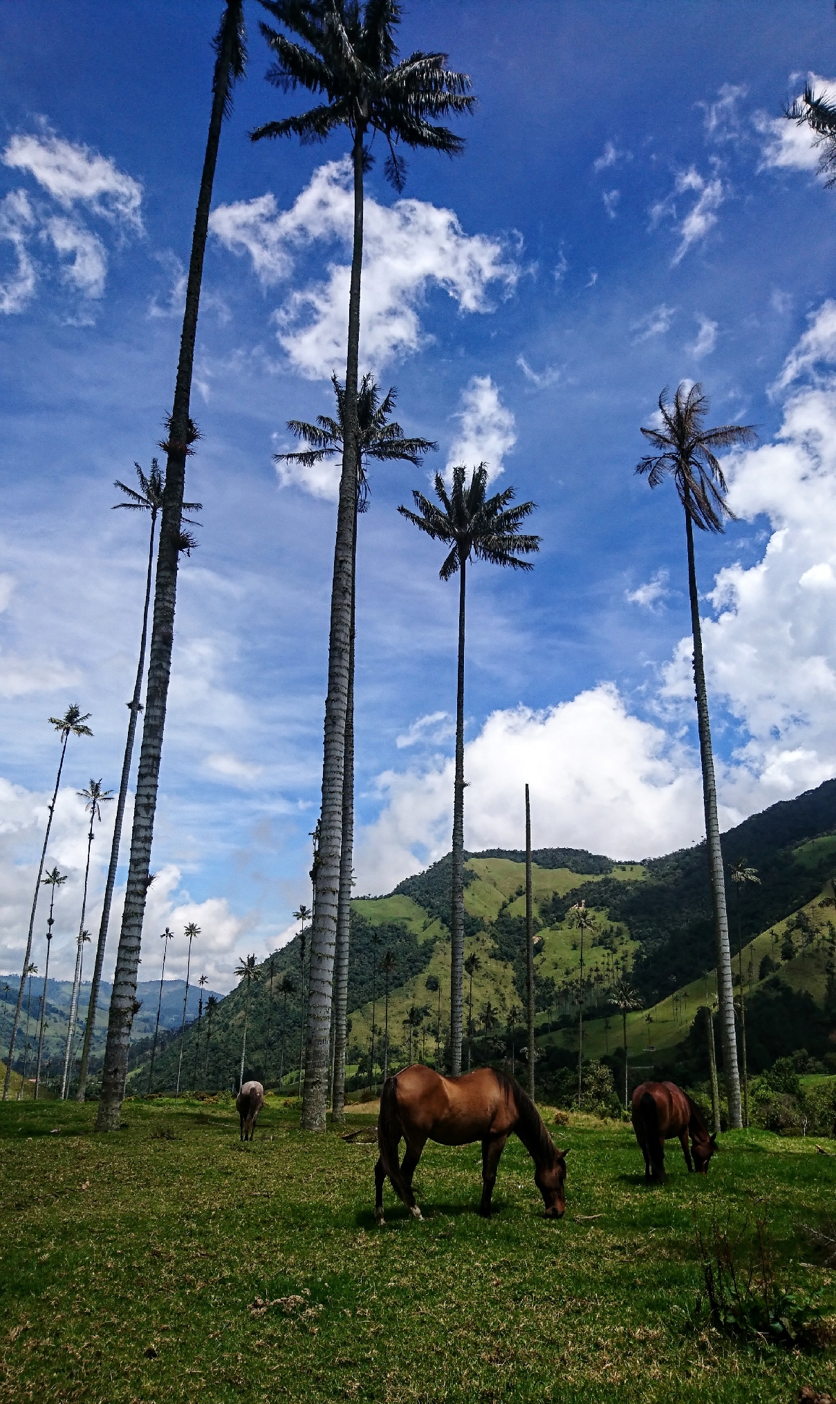 Долина восковых пальм 