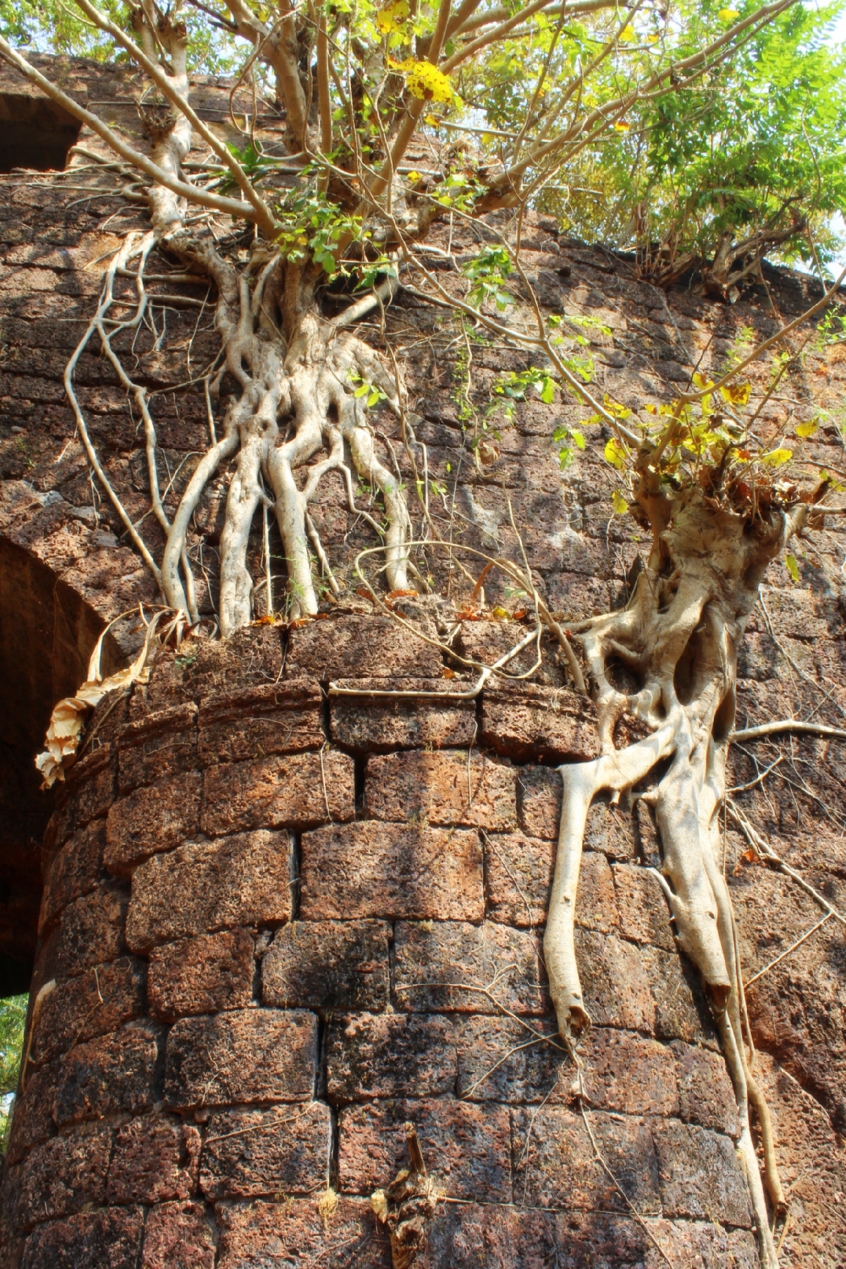Едем встречать Рождество в Индию! 
