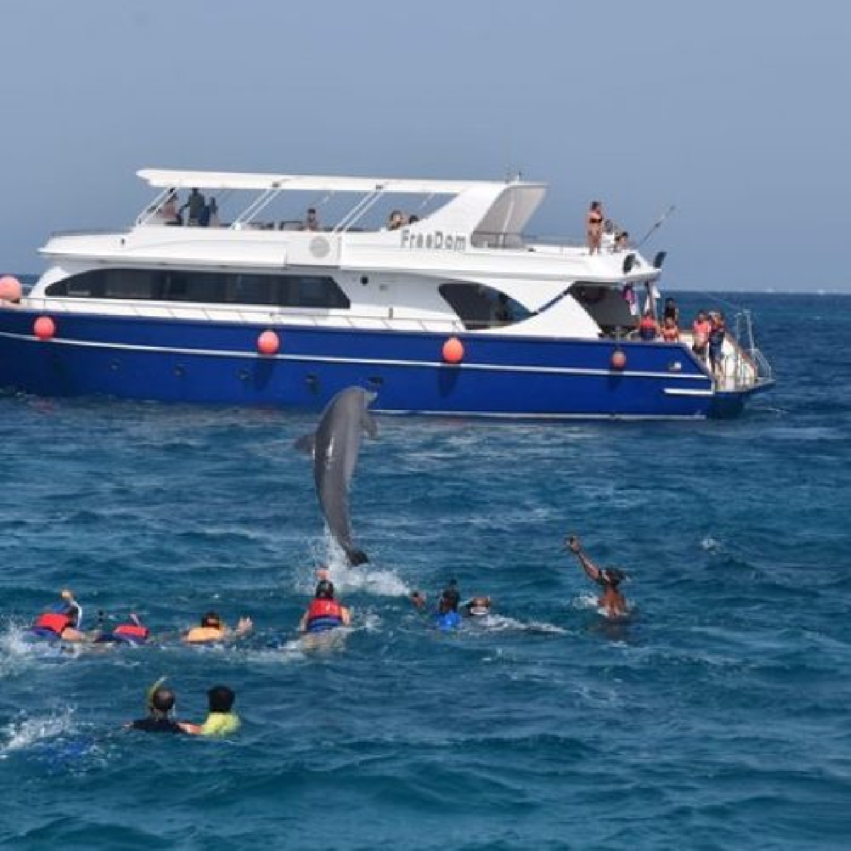 Дом Дельфинов