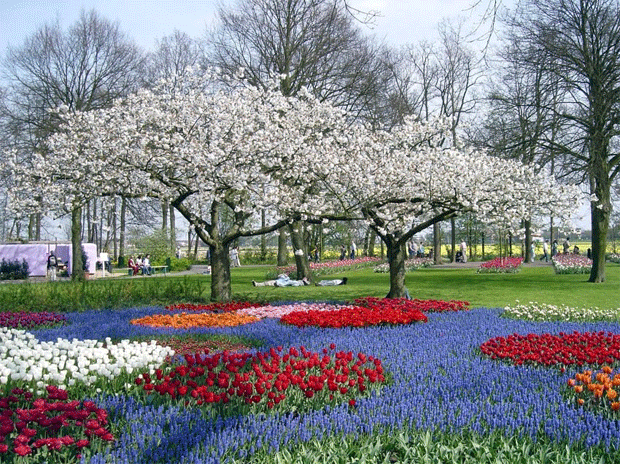 Кёкенхоф - парк цветов. С 20 марта по 18 мая.