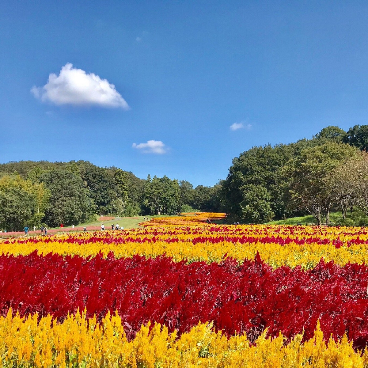 Лес Мусаси Кюрё и японский фольклор: по местам ёкаев, кицунэ и тануки