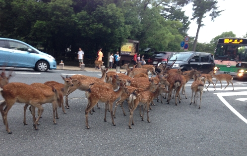  Нара — город с оленями.