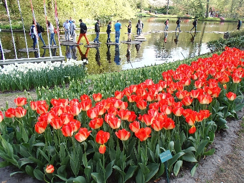 Цветочный аукцион и парк тюльпанов Кеукенхоф 2015 (20/03 – 17/05)