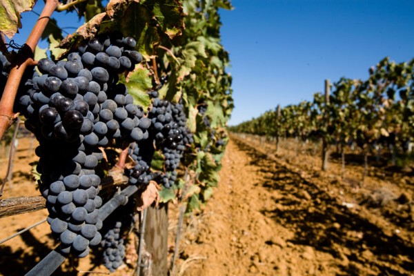 In vino veritas. Эногастрономический тур