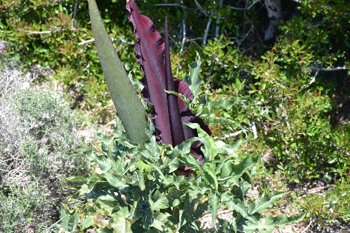 Драконья лилия. Интересное о Крите.