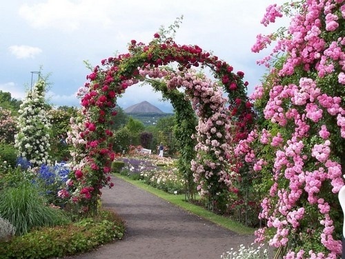 День отдыха и расслабления — парк орхидей Утопия, парк роз Ротшильда и музей Ралли