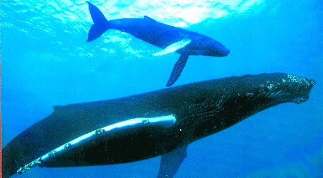 Экскурсия «Горбатые киты»! Экскурсия в Доминикане
