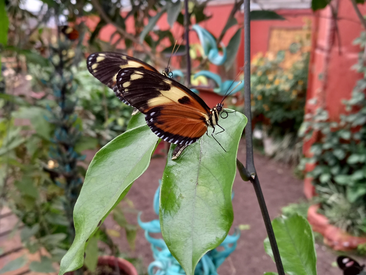 Музей бабочек