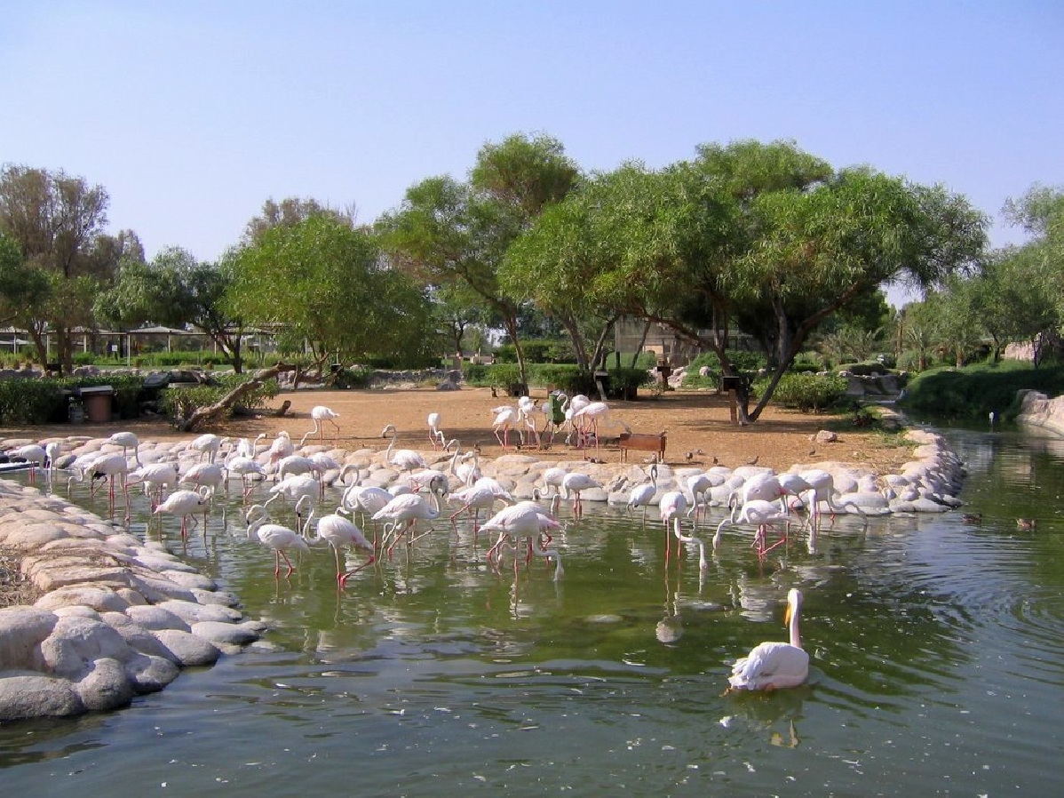 Park of the reserve. Заповедник Аль-Арин. Заповедник Аль Арин в Бахрейне. Заповедный парк Бахрейн.